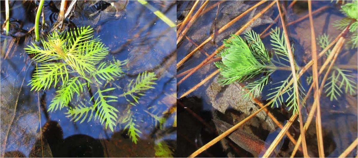 Proserpinaca and Myriophyllum