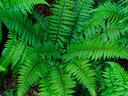 Ferns