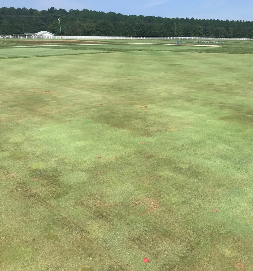 Pythium trial area