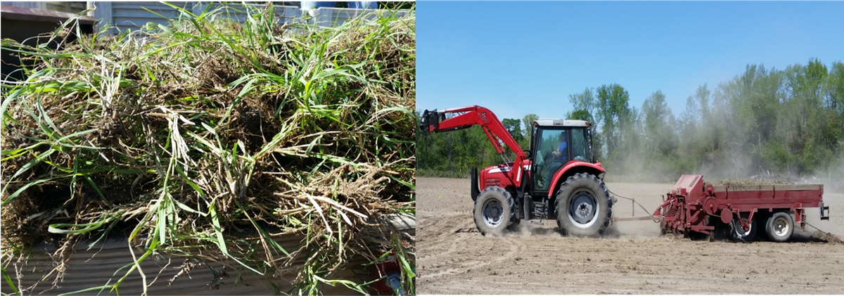 sprigs