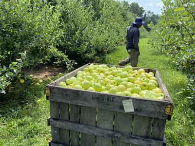 Wooden crate labeled "GAS NIX" filled with green apples; worker walking in orchard