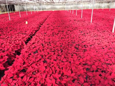 vanwingerten poinsettias Mills River NC