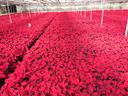 vanwingerten poinsettias Mills River NC