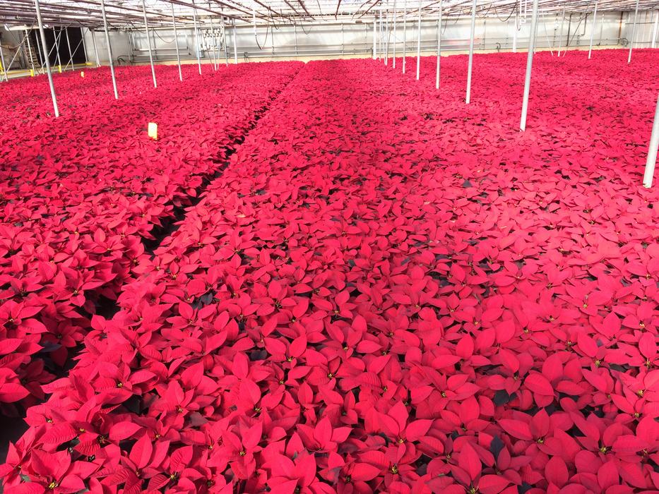 vanwingerten poinsettias Mills River NC