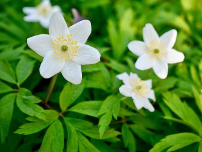 Wood Anemones
