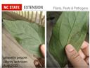 NC STATE EXTENSION: jalapeño pepper leaf with small caterpillar; Aug 2020