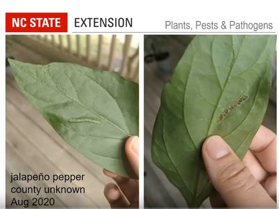 NC STATE EXTENSION: jalapeño pepper leaf with small caterpillar; Aug 2020
