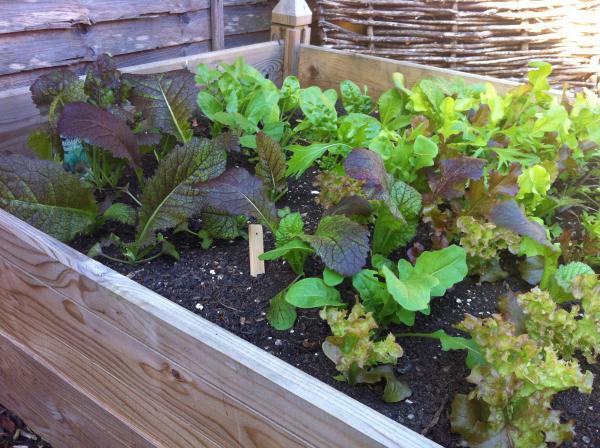 Lettuce