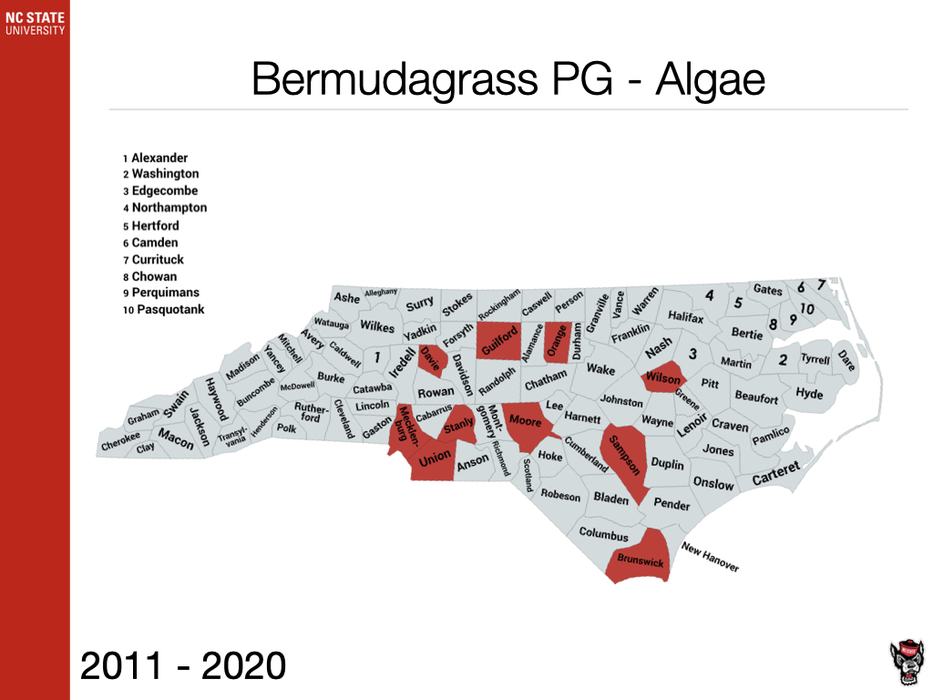 Bermudagrass PG - Algae
