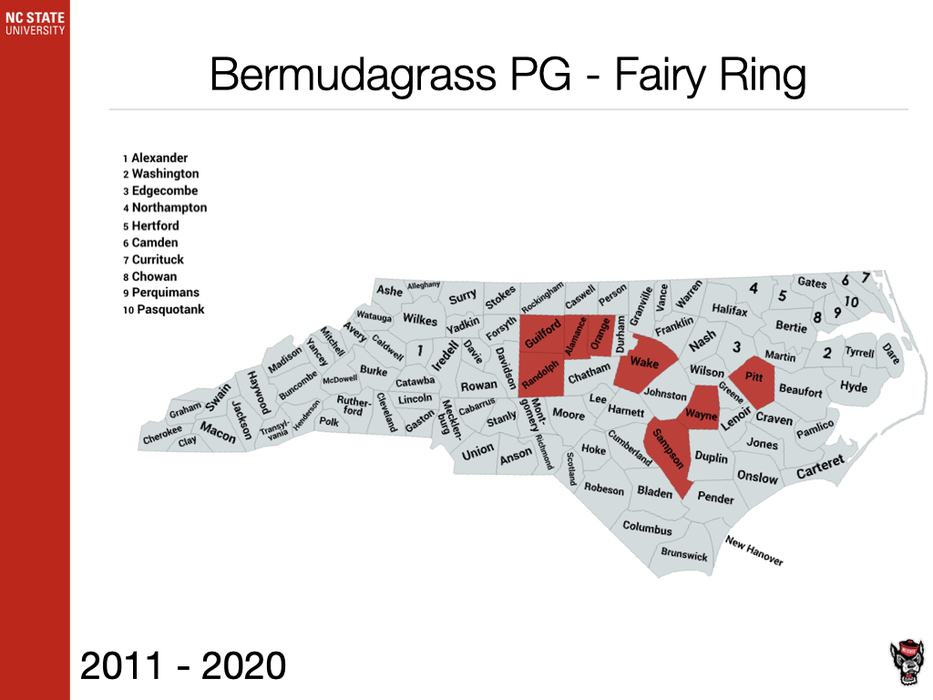 Bermudagrass PG - Fairy Ring