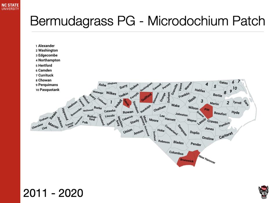 Bermudagrass PG - Microdochium Patch