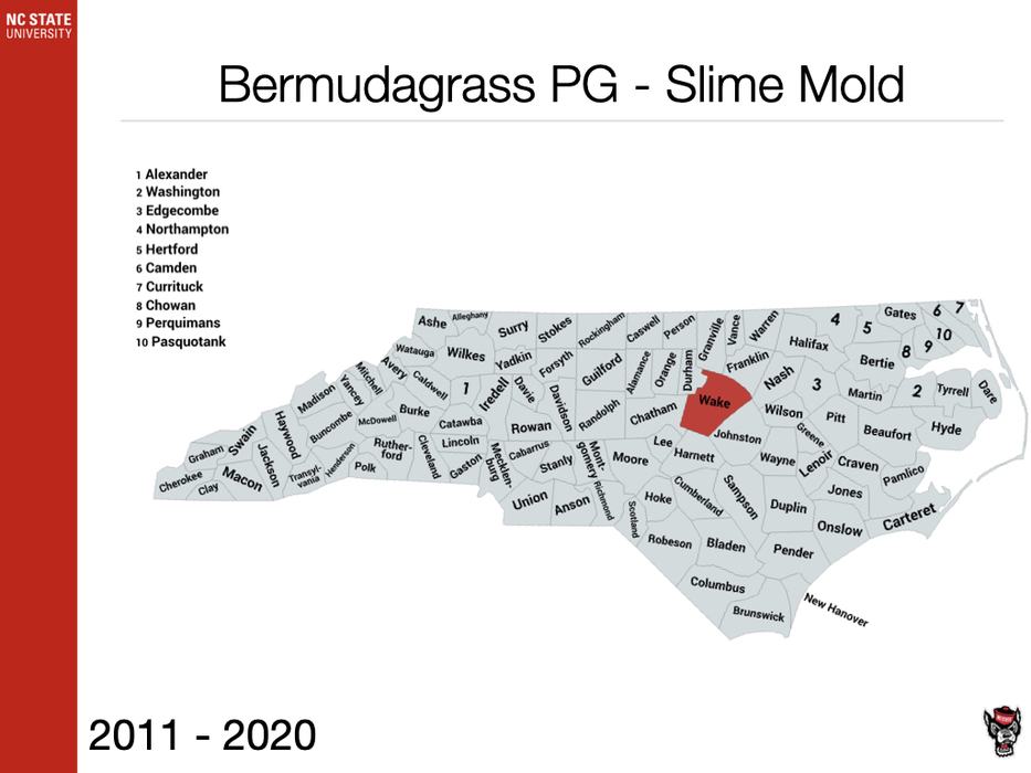 Bermudagrass PG - Slime Mold