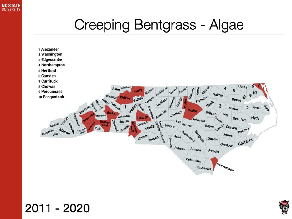 Creeping Bentgrass - Algae