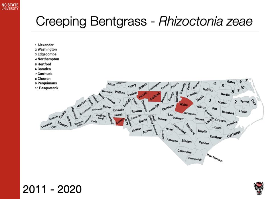 Creeping Bentgrass - Rhizoctonia zeae