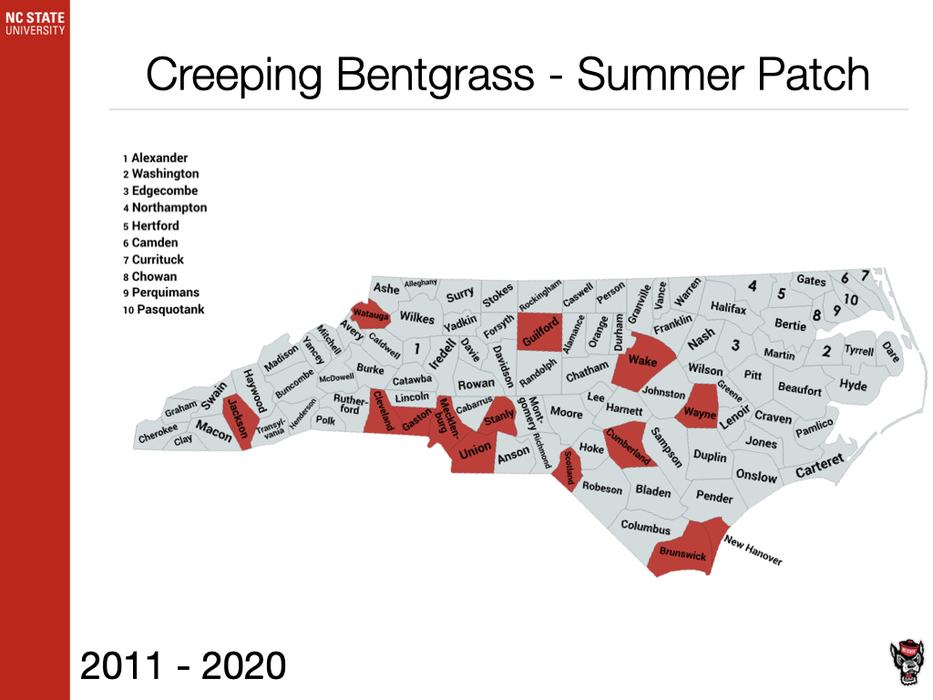 Creeping Bentgrass - Summer Patch