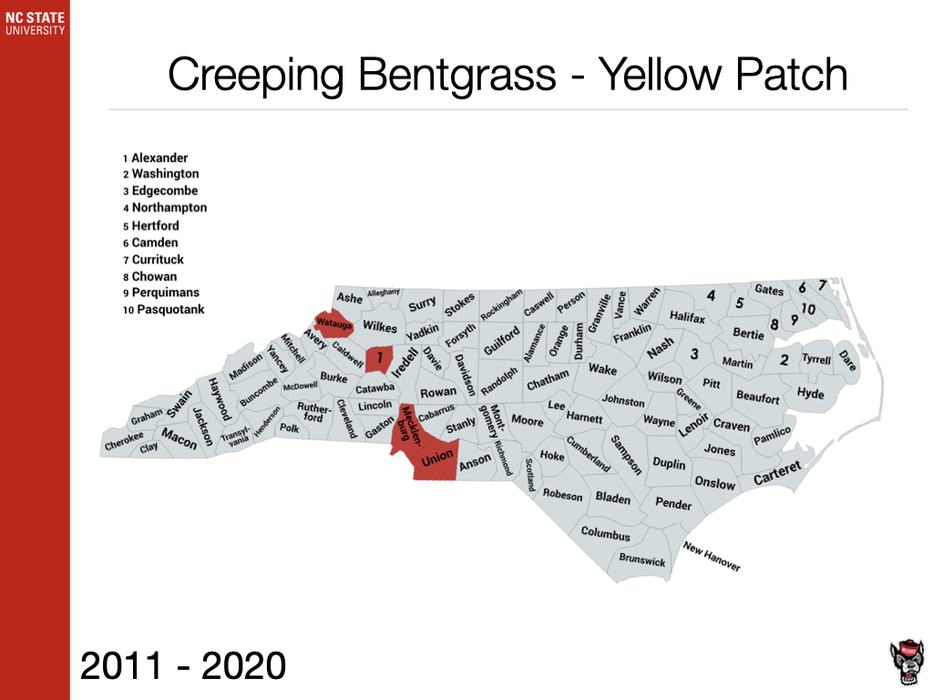 Creeping Bentgrass - Yellow Patch