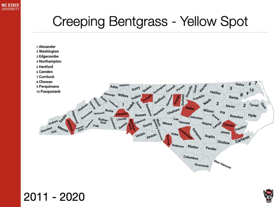 Creeping Bentgrass - Yellow Spot