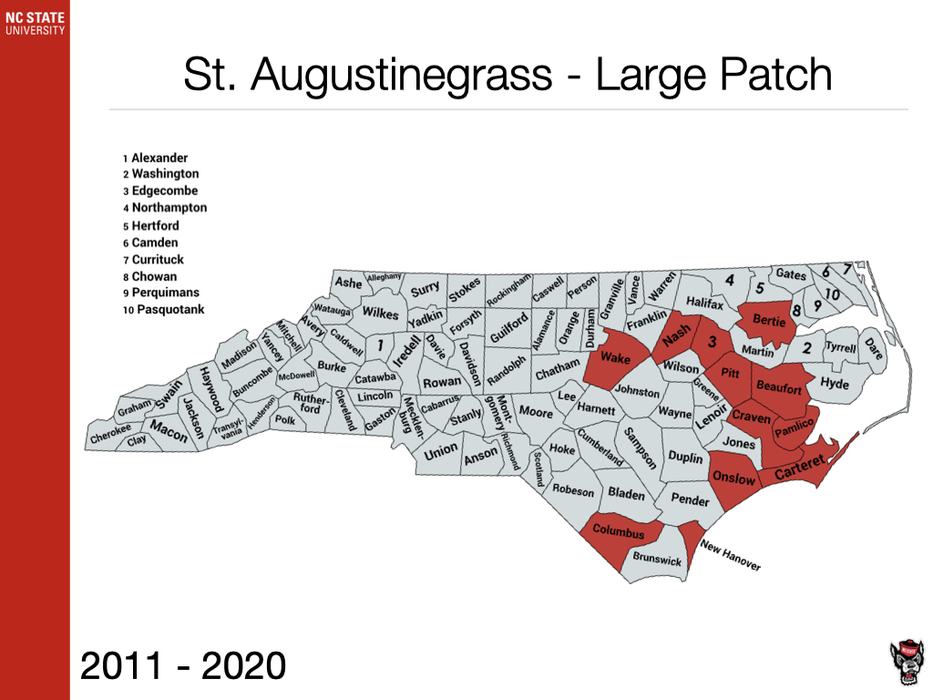 St. Augustinegrass Large Patch Sample