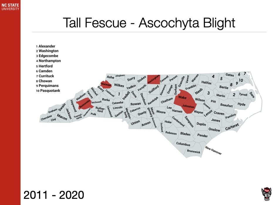 Tall Fescue Ascochyta Blight Sample