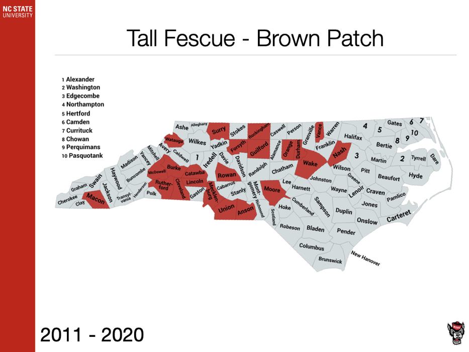 Tall Fescue Brown Patch Sample