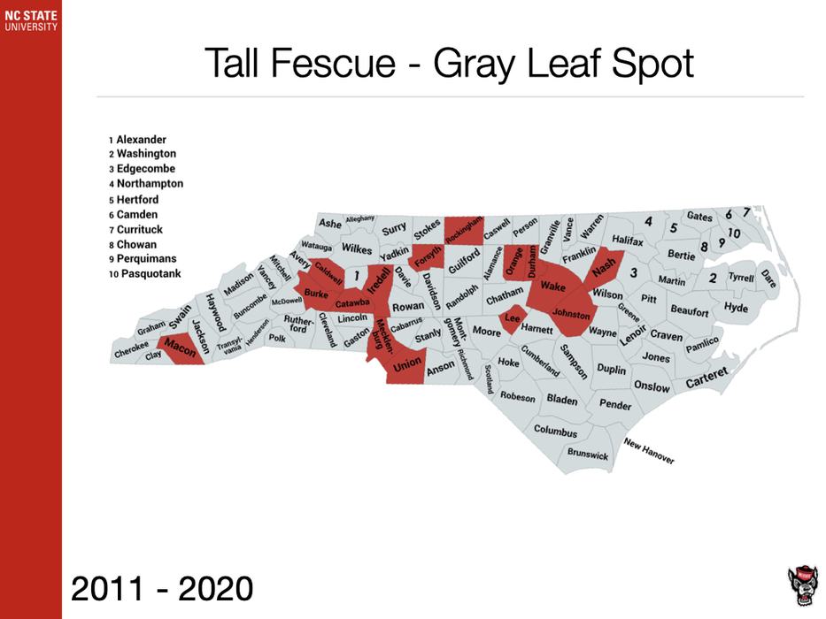 Tall Fescue Gray Leaf Spot Sample
