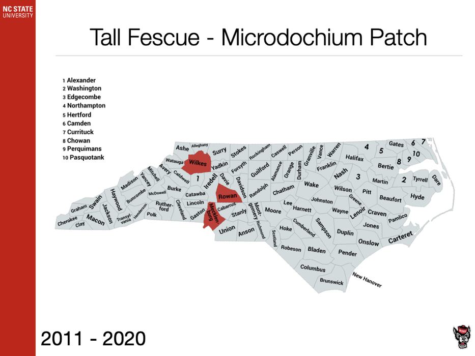 Tall Fescue Microdochium Patch Sample