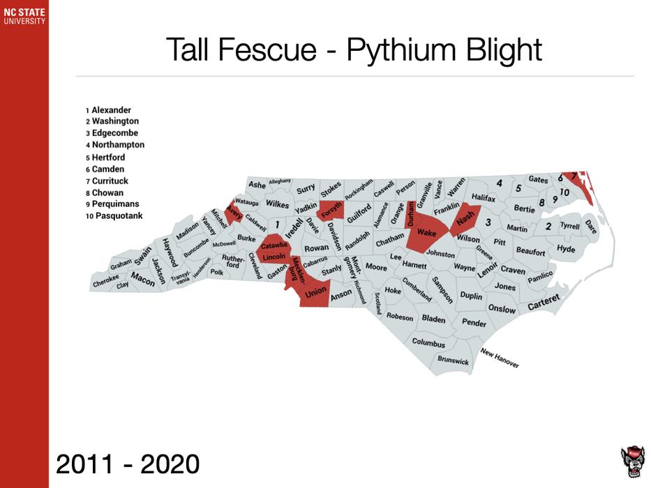 Tall Fescue Plythium Blight Sample
