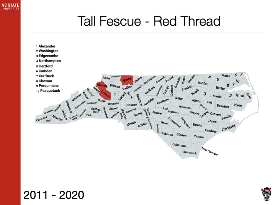 Tall Fescue Red Thread Sample