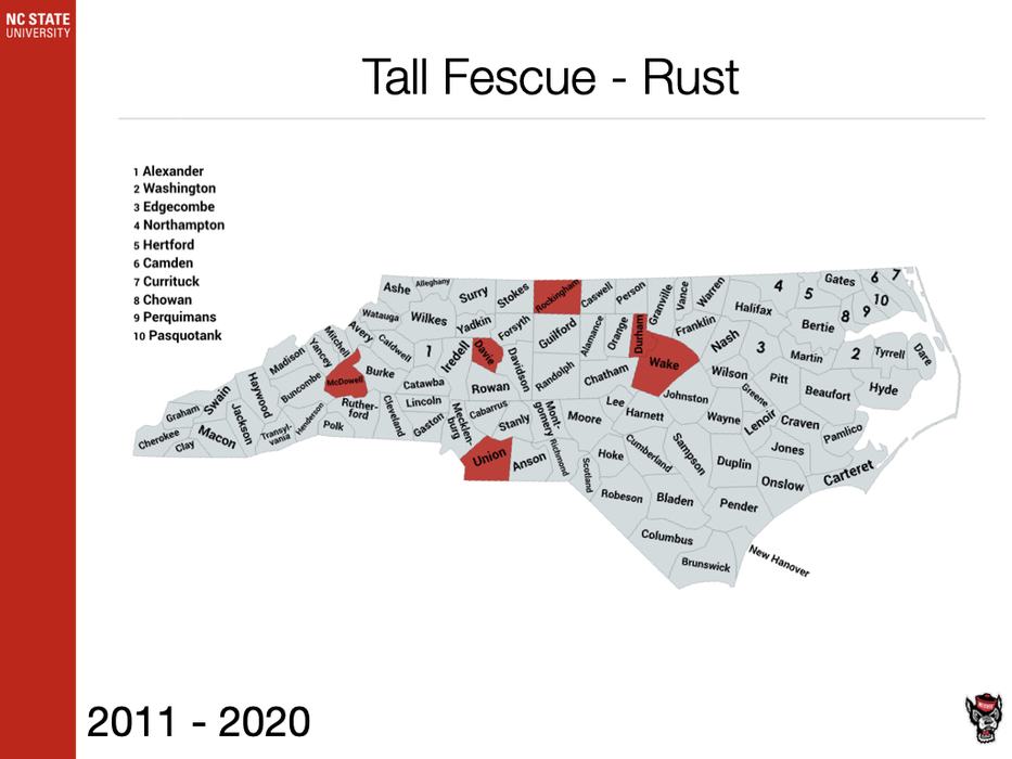 Tall Fescue Rust Sample
