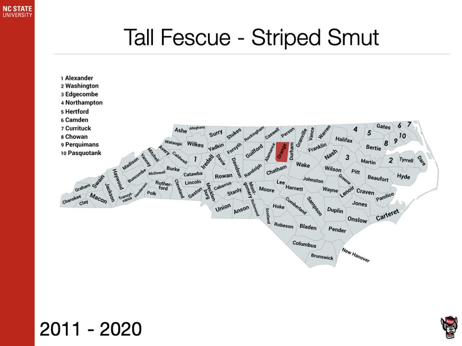 Tall Fescue Striped Smut Sample