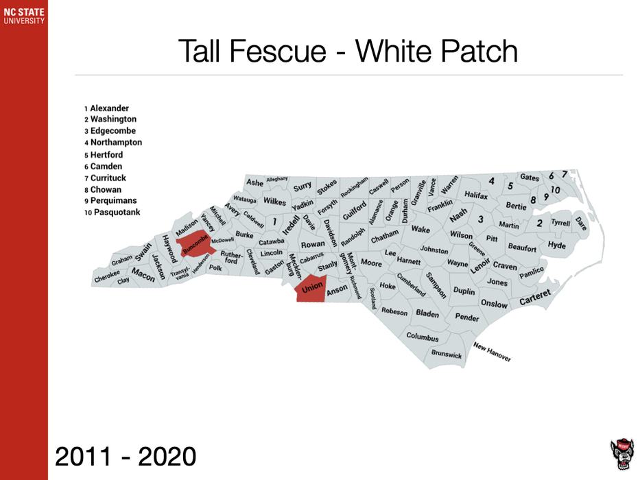 Tall Fescue White Patch Sample