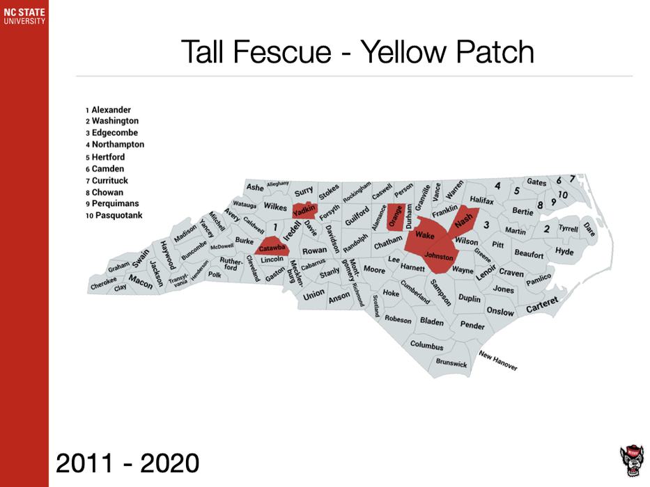 Tall Fescue Yellow Patch Sample
