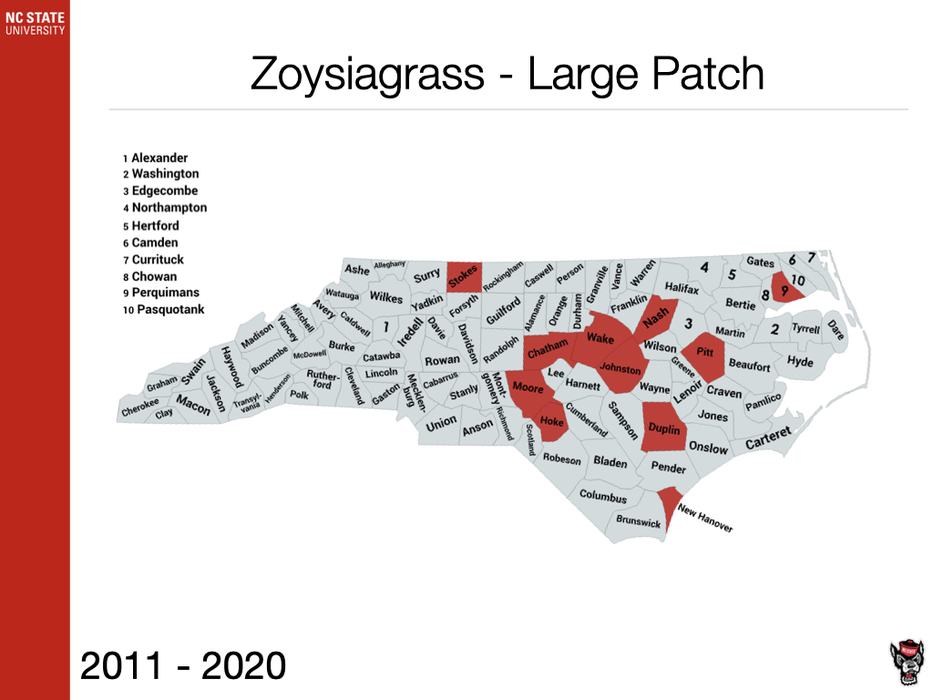 Zoysiagrass Large Patch Sample