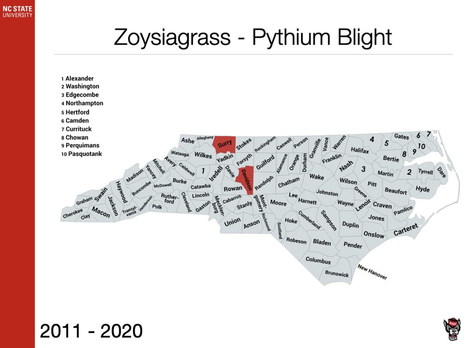 Zoysiagrass Pythium Blight Sample