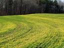 Green field with curved tractor tire tracks and a tree line in background