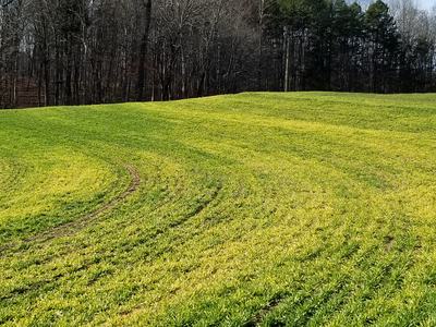Green field with curved tractor tire tracks and a tree line in background