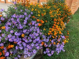 Marigolds and Fanny’s Aster