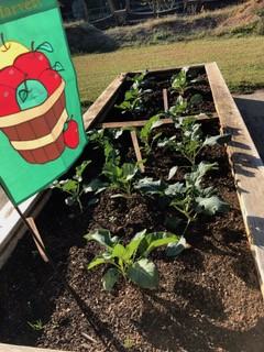 Vegetable plants