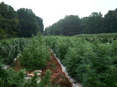 Hemp field in eastern NC