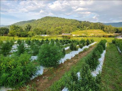 Hemp plants in field