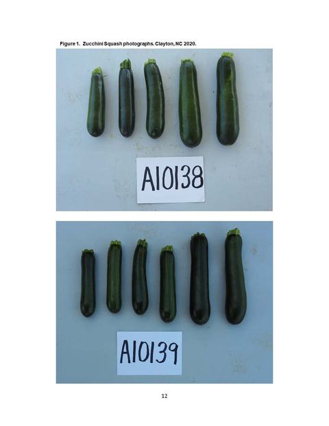 Top: five zucchinis above label "A10138"; Bottom: six zucchinis above label "A10139" on gray background
