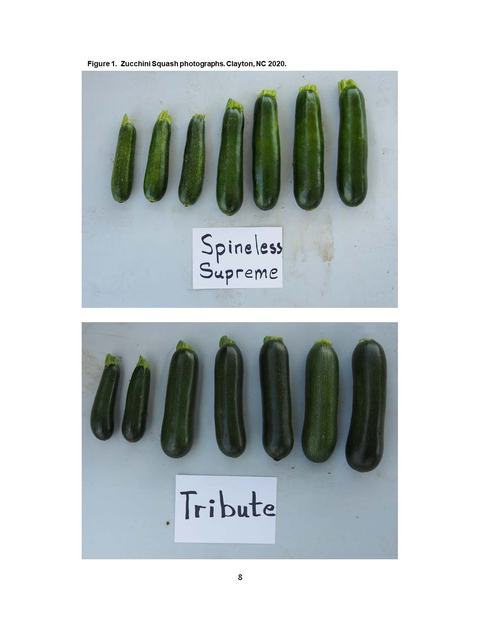 Two rows of zucchinis labeled "Spineless Supreme" (top) and "Tribute" (bottom).
