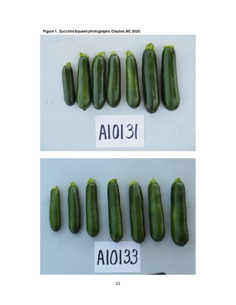 Two rows of zucchinis above labels A10131 (top) and A10133 (bottom) on gray background