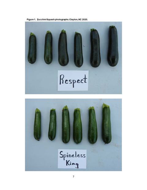 Top row: six zucchinis with card reading "Respect"; bottom row: six zucchinis with card "Spineless King"