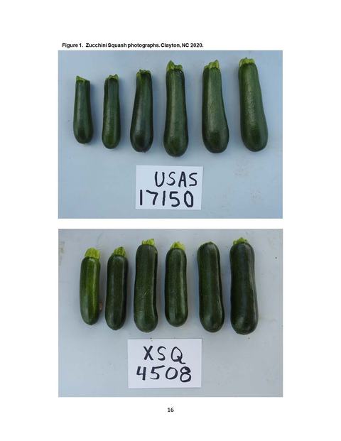 Two rows of six zucchinis with paper labels reading "USAS 17150" (top) and "XSQ 4508" (bottom).