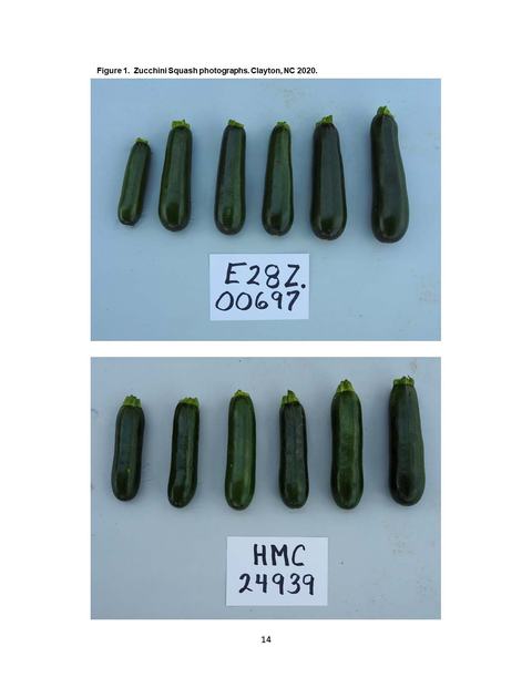 Row of six zucchinis above label "E28Z.00697"; another row of six zucchinis above label "HMC 24939".