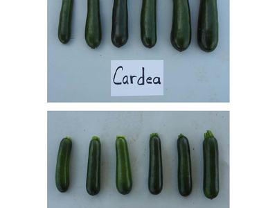 Six zucchinis above a card labeled "Cardea"; six zucchinis above a card labeled "Cash Machine"