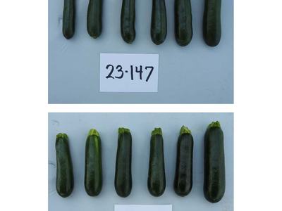 Two rows of six dark green zucchinis labeled "23-147" (top) and "23-401" (bottom)