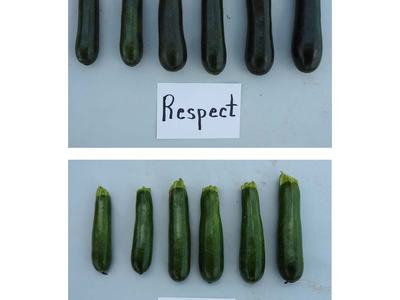 Top row: six zucchinis with card reading "Respect"; bottom row: six zucchinis with card "Spineless King"
