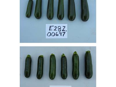 Row of six zucchinis above label "E28Z.00697"; another row of six zucchinis above label "HMC 24939".